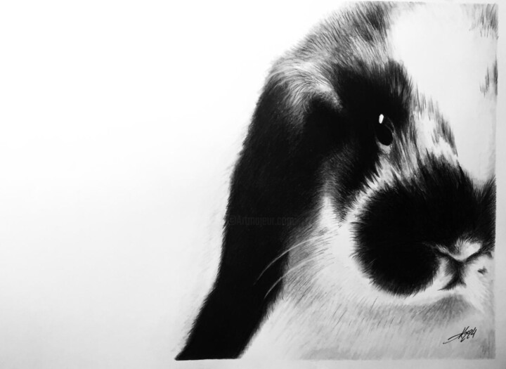 Drawing titled "Rabbit" by Evgeniy Karpenko, Original Artwork, Charcoal