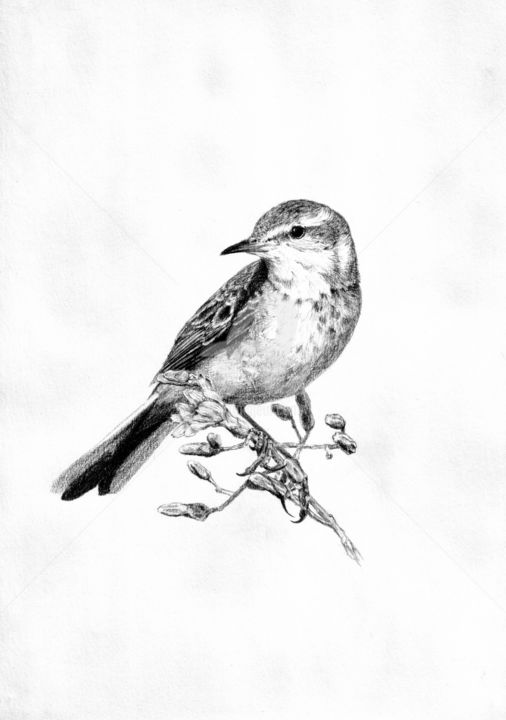 Drawing titled "Little bird 3" by Evgenii Fil, Original Artwork, Graphite
