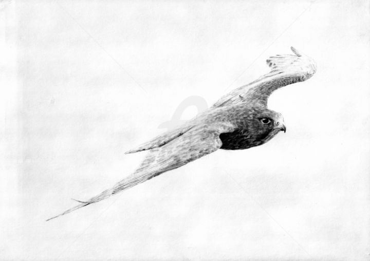 Dessin intitulée "Falcon" par Evgenii Fil, Œuvre d'art originale, Graphite