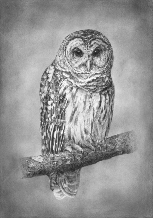 Drawing titled "Owl" by Evgenii Fil, Original Artwork, Graphite