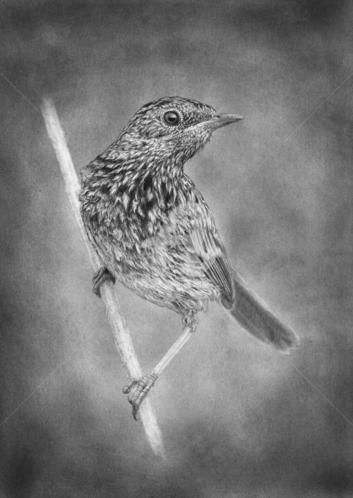Drawing titled "Little bird 4" by Evgenii Fil, Original Artwork, Graphite