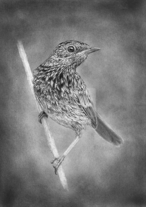 Drawing titled "Little bird 4" by Evgenii Fil, Original Artwork, Graphite