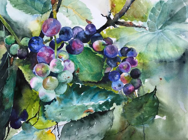 Painting titled "Grapes" by Ewa Helzen, Original Artwork, Watercolor