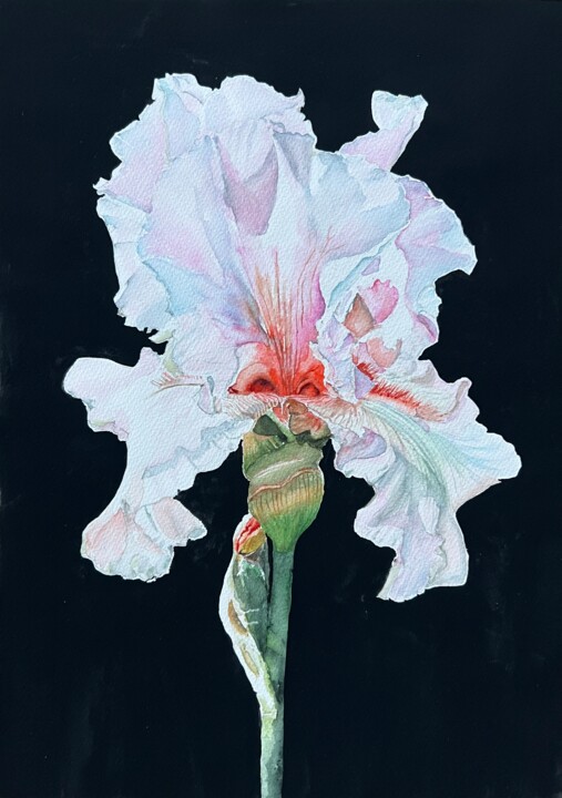 Painting titled "Iris" by Ewa Helzen, Original Artwork, Watercolor