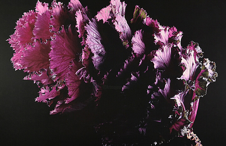 Photographie intitulée "Violet Gabbage" par Exors, Œuvre d'art originale, Photographie argentique