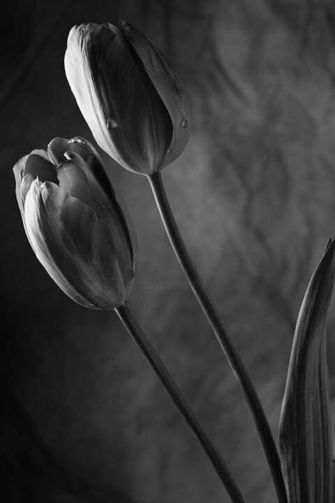 Photographie intitulée "Tulips" par Exors, Œuvre d'art originale, Photographie argentique