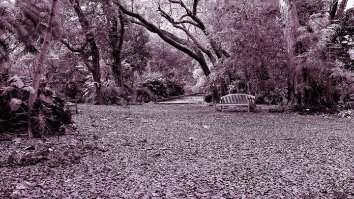 Фотография под названием "Forest Bench" - David L$D Ellis, Подлинное произведение искусства, Цифровая фотография