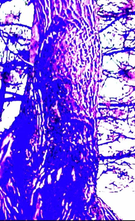 "ağaçlar serisi 63" başlıklı Fotoğraf Eyşan Utku tarafından, Orijinal sanat, Dijital Fotoğrafçılık