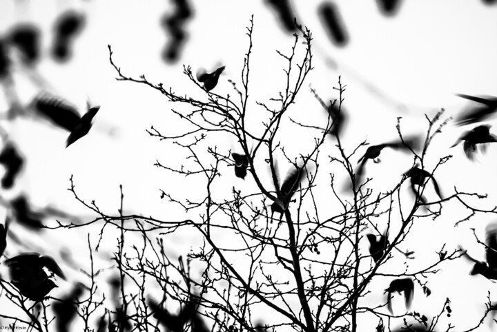Фотография под названием "Ravens" - Eyup Ersin, Подлинное произведение искусства