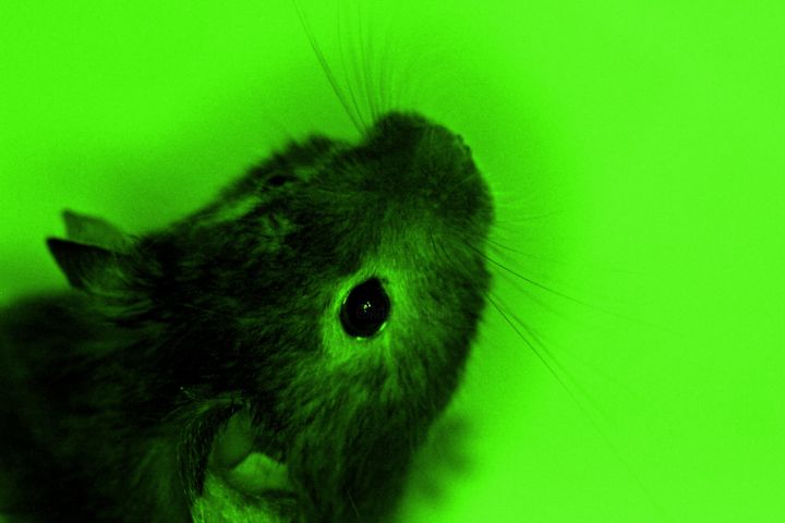 Photography titled "Rato verde" by Fabiano Ignacio, Original Artwork