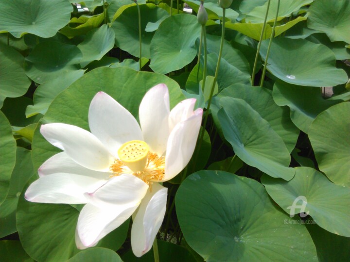 Photography titled "Lotus" by Fabienne Soubrenie, Original Artwork, Non Manipulated Photography