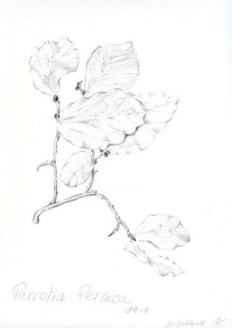 Zeichnungen mit dem Titel "parrotia persica" von Fabiola Bonghi, Original-Kunstwerk, Andere