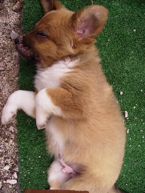 Fotografia intitolato "cagnolino" da Fabiola Bonghi, Opera d'arte originale