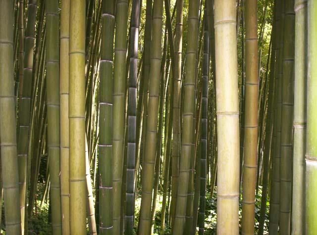 Fotografia intitolato "bamboo" da Fabiola Bonghi, Opera d'arte originale