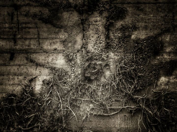 Photography titled "Nature au mur (4)" by Fabrice Cadet, Original Artwork