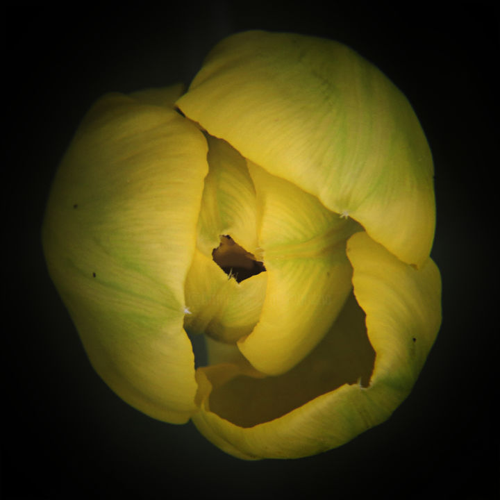 摄影 标题为“Coeur de tulipe” 由Fabrice Cadet, 原创艺术品