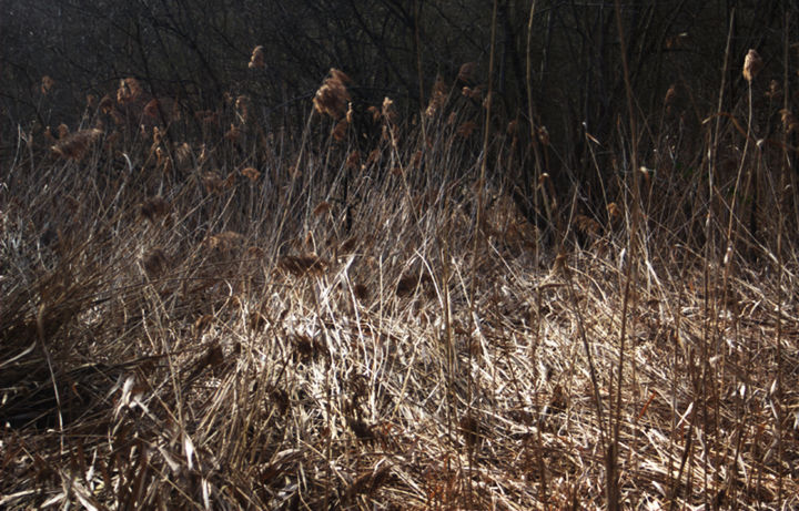 Photography titled "Lumière parmi les j…" by Fabrice Cadet, Original Artwork