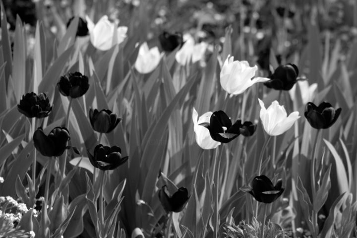 Photographie intitulée "Tulipes" par Fabrice Cadet, Œuvre d'art originale