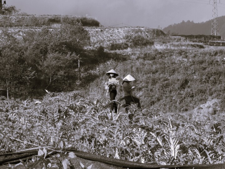 Photographie intitulée "Les paysannes" par Fabrice Meslin (Fabzoo), Œuvre d'art originale, Photographie numérique