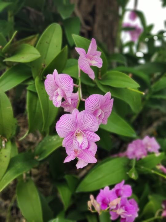 Фотография под названием "Orchids" - Nelly Yatsun, Подлинное произведение искусства