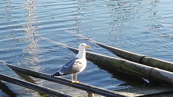 Photographie intitulée "Mouette à l'embarqu…" par Fanny Touchet, Œuvre d'art originale