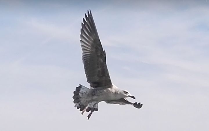 Φωτογραφία με τίτλο "Mouette envol" από Fanny Touchet, Αυθεντικά έργα τέχνης