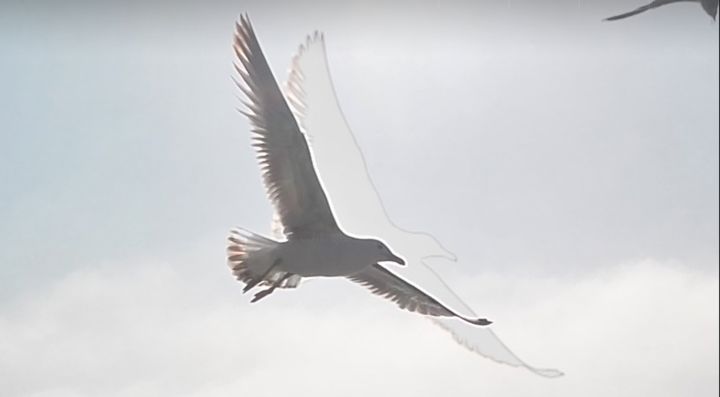 Fotografie mit dem Titel "Mouette en ombre ou…" von Fanny Touchet, Original-Kunstwerk