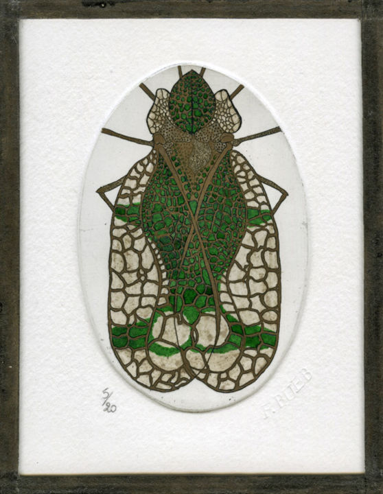 Gravures & estampes intitulée "Stephanitis pyrioid…" par Bueb Fanny, Œuvre d'art originale, Eau-forte