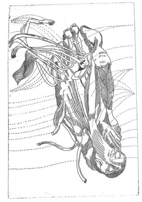 Printmaking titled "Anatomie IX" by Bueb Fanny, Original Artwork, Etching