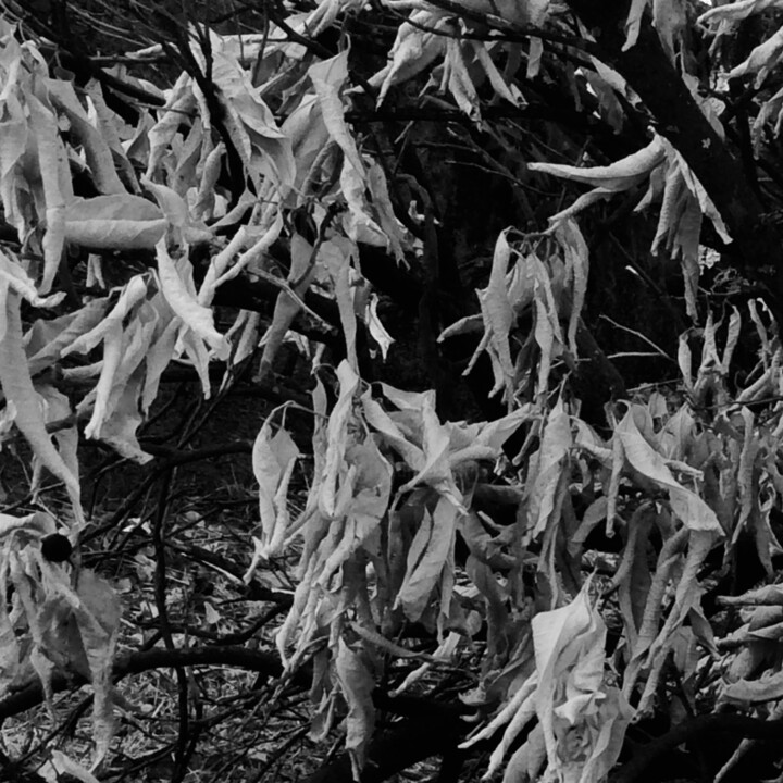 Photography titled "Dried leaves ii" by Fatima Fernandes, Original Artwork, Digital Photography