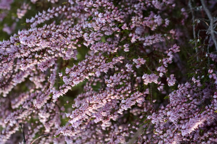 Φωτογραφία με τίτλο "wild flowers" από Fatima Fernandes, Αυθεντικά έργα τέχνης, Ψηφιακή φωτογραφία