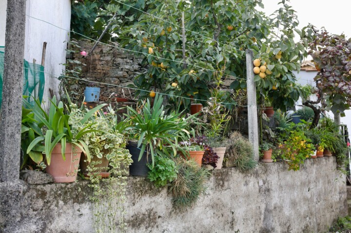 Φωτογραφία με τίτλο "Plants" από Fatima Fernandes, Αυθεντικά έργα τέχνης, Ψηφιακή φωτογραφία