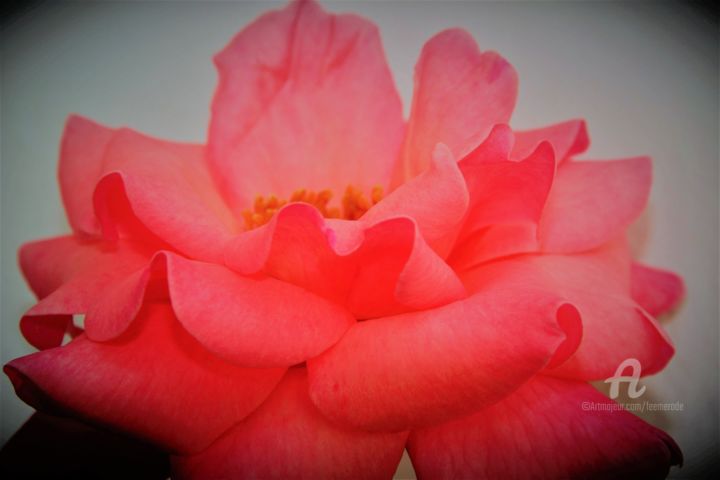Photographie intitulée "Vie en rose" par Féemerode, Œuvre d'art originale