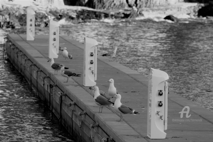 Photographie intitulée "Mouette&Ponton" par Féemerode, Œuvre d'art originale