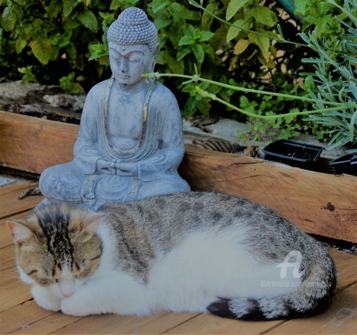 Photography titled "Chat'Bouddha" by Féemerode, Original Artwork