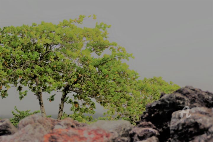 Photography titled "L'arbre la vie" by Féemerode, Original Artwork