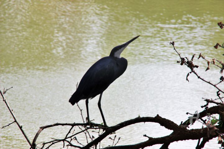 Photography titled "Défendre les oiseaux" by Féemerode, Original Artwork