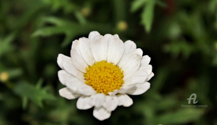 Photography titled "Marguerite ou Perle…" by Féemerode, Original Artwork