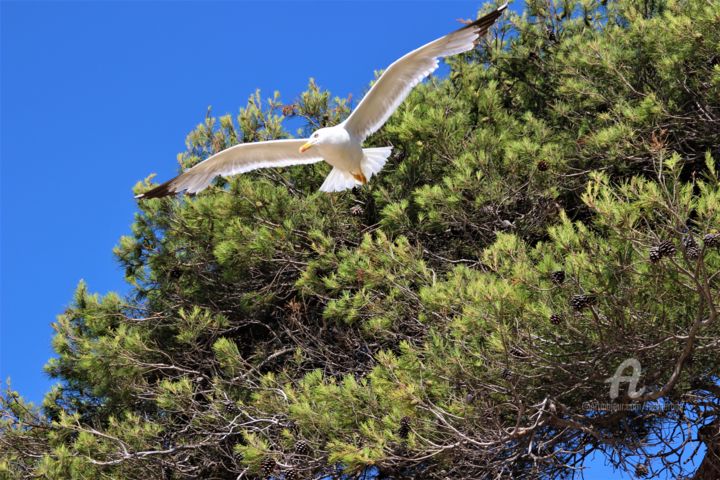 Photography titled "Spread my wings and…" by Féemerode, Original Artwork, Non Manipulated Photography