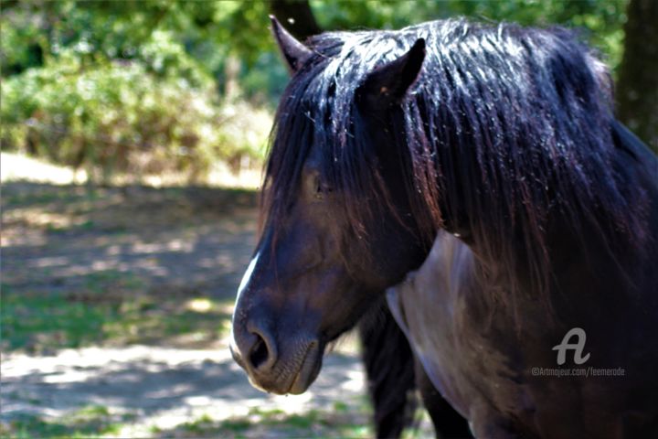 Photography titled "Free Horse" by Féemerode, Original Artwork, Non Manipulated Photography