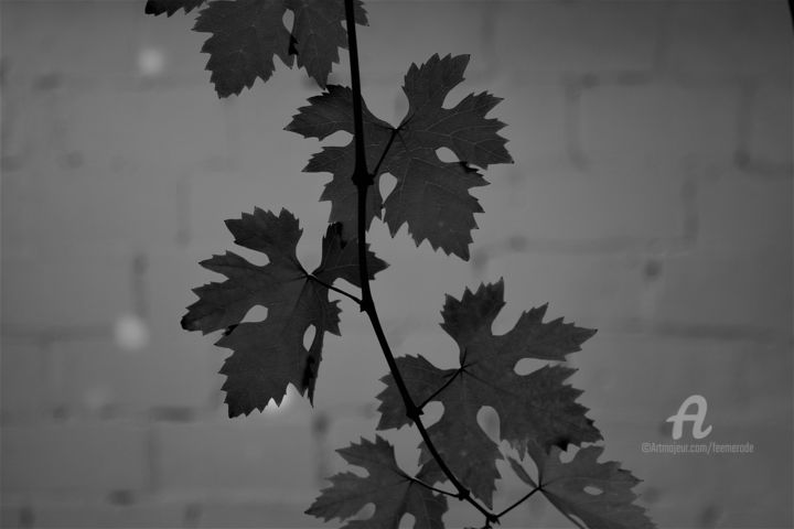 Photographie intitulée "Emblème&Feuilles de…" par Féemerode, Œuvre d'art originale, Photographie non manipulée