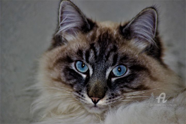 Photography titled "Marley’s blue eyes" by Féemerode, Original Artwork, Non Manipulated Photography