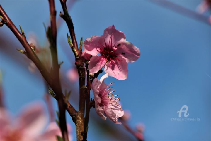 Photography titled "Fleur&Saveur de Bru…" by Féemerode, Original Artwork, Non Manipulated Photography