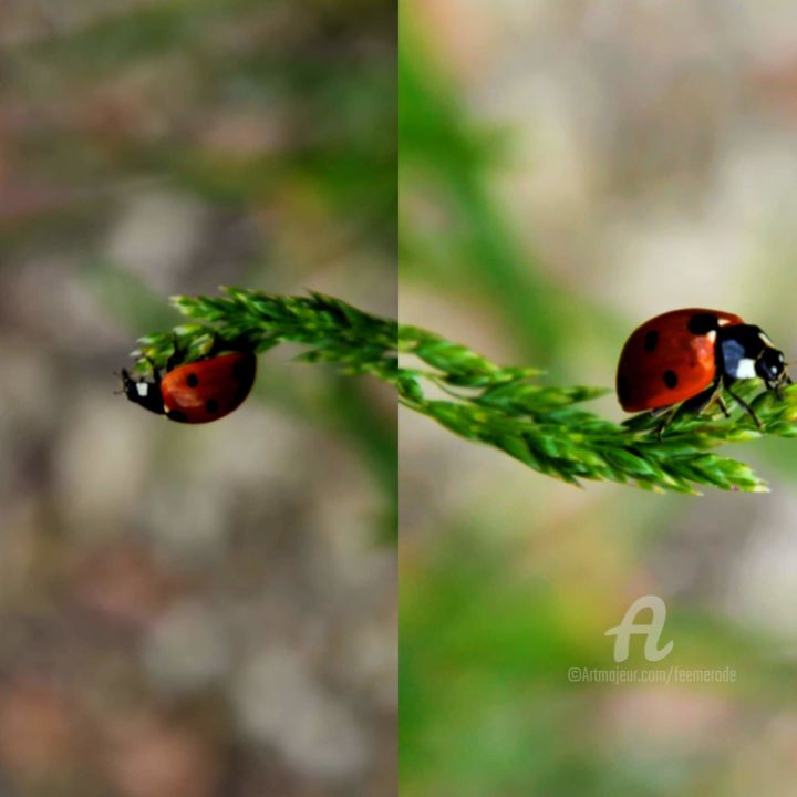 Photography titled "Coccinelle&Porte-bo…" by Féemerode, Original Artwork, Manipulated Photography