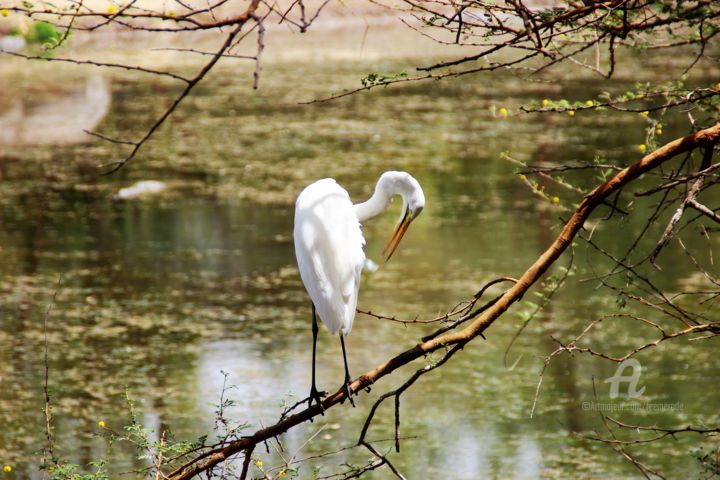 Photography titled "Hé 'légance" by Féemerode, Original Artwork