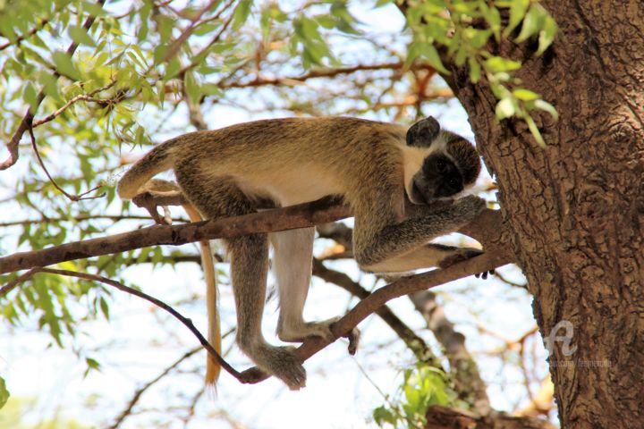 Photography titled "Sieste" by Féemerode, Original Artwork