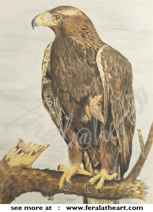 Pintura intitulada "Golden Eagle" por Steve Robinson, Obras de arte originais, Pastel