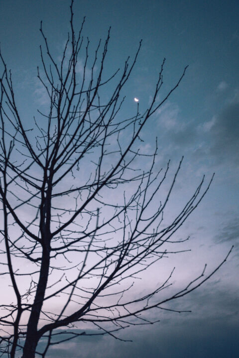Fotografia intitulada "moonlit tree" por Fernanda Rodríguez, Obras de arte originais, Fotografia digital