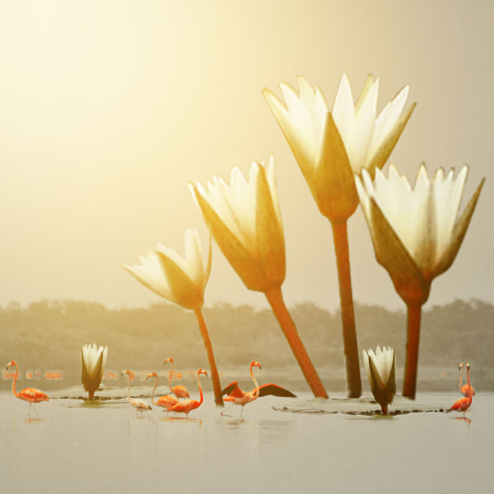 "Flower in water 4" başlıklı Dijital Sanat Fernando Chan tarafından, Orijinal sanat, Fotoşoplu fotoğrafçılık