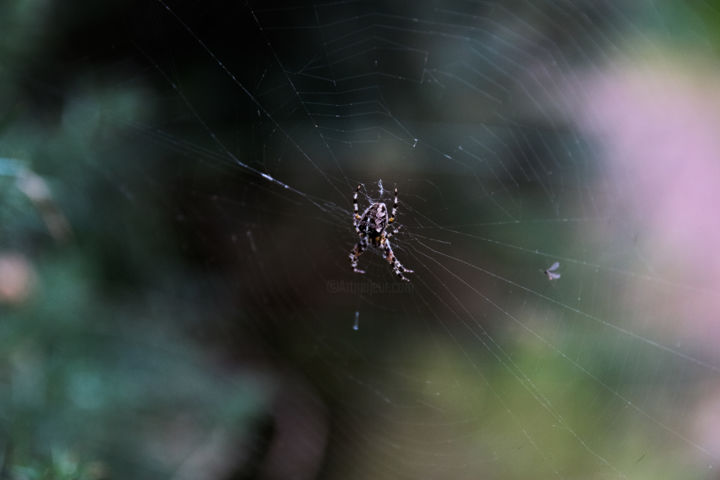 Fotografie mit dem Titel "The spider spins it…" von Myriam, Original-Kunstwerk, Digitale Fotografie